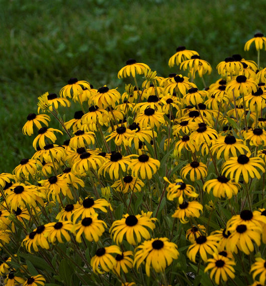 Rudbeckia 'American Gold Rush' -Ship Only
