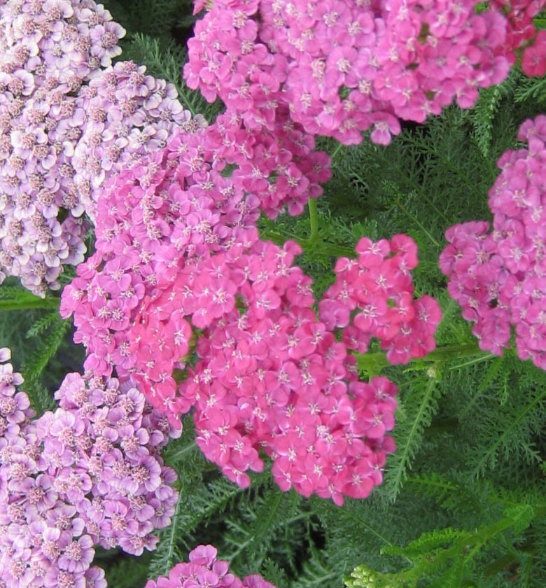 Achillea m. 'Saucy Seduction' -Ship Only