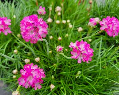Armeria m. 'Splendens' -Ship Only