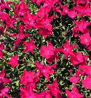 Dianthus Kahori® Scarlet -Ship Only