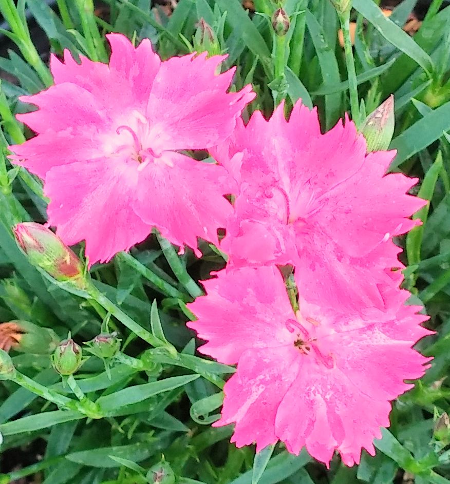 Dianthus Kahori® -Ship Only