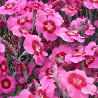 Dianthus 'Peppermint Star' -Ship Only