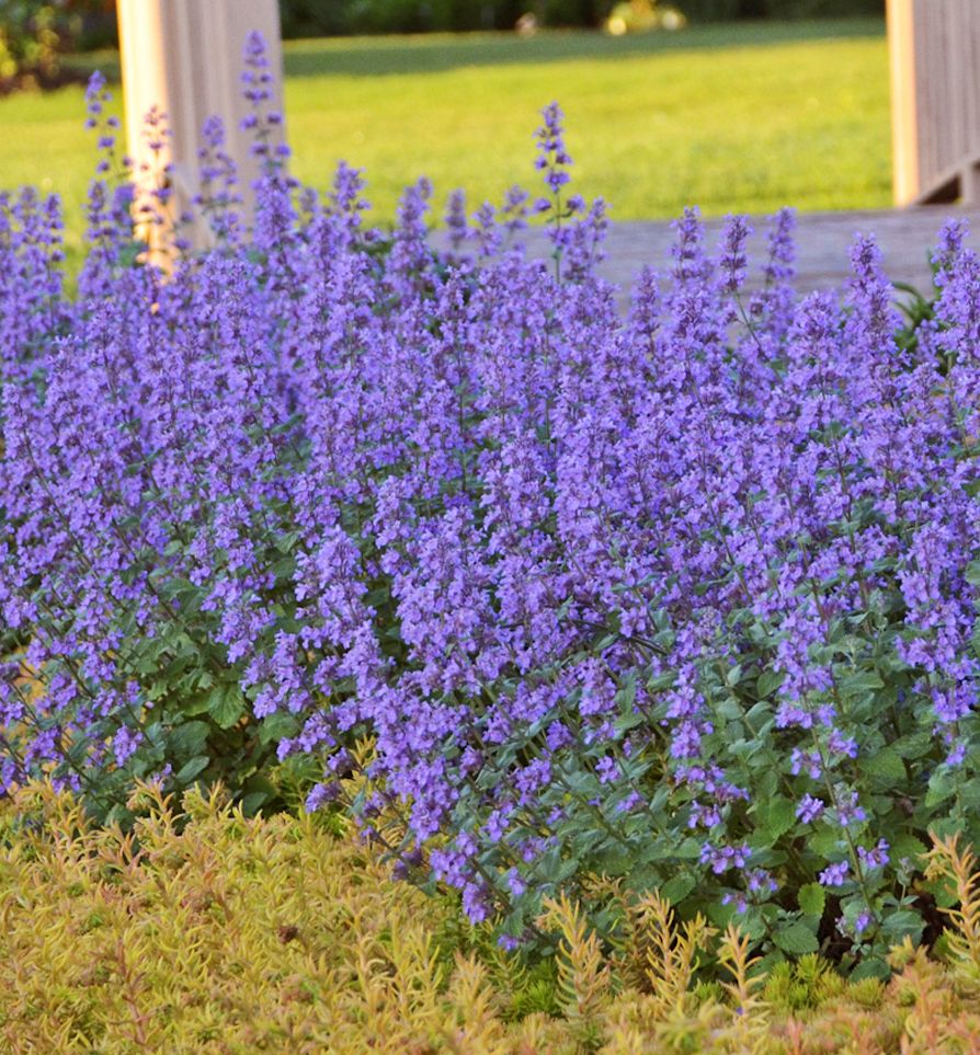 Nepeta 'Cat's Meow' -Ship Only