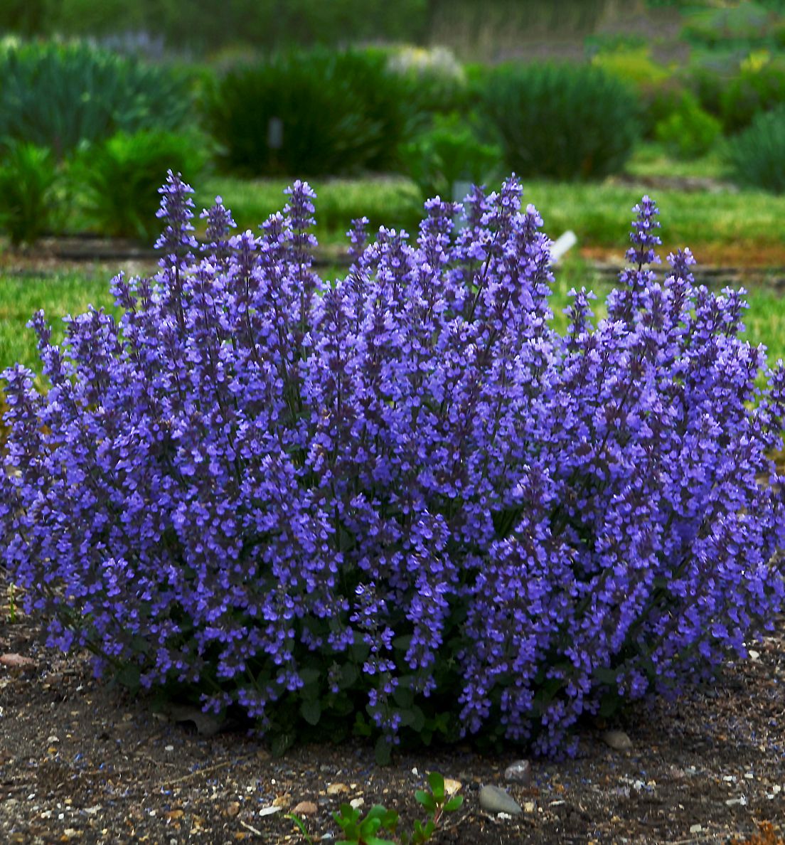 Nepeta 'Cat's Pajamas' -Ship Only