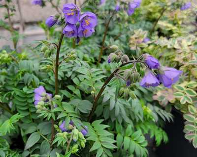 Polemonium 'Heaven Scent' -Ship Only