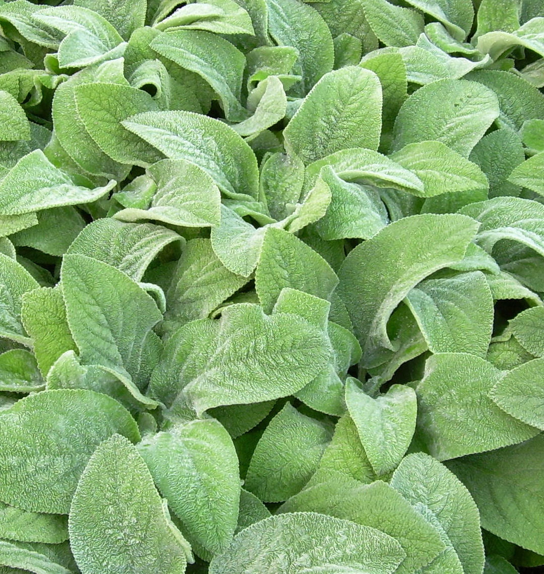 Stachys b. 'Helen Von Stein' -Ship Only