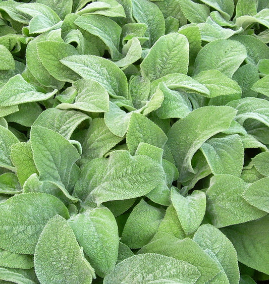 Stachys b. 'Helen Von Stein' -Ship Only