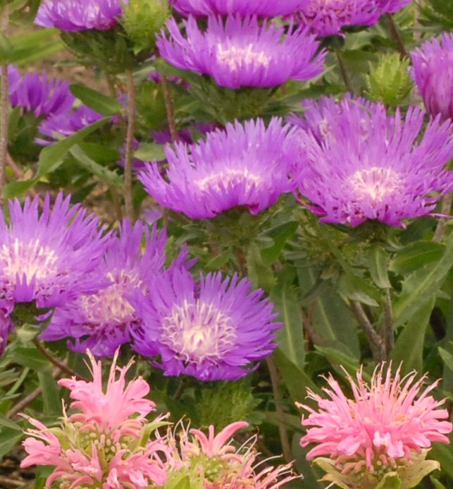 Stokesia l. 'Honeysong Purple' -Ship Only