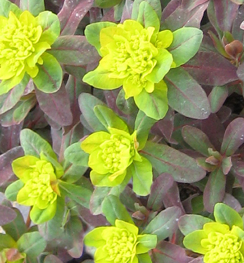 Euphorbia p. 'Bonfire' -Ship Only