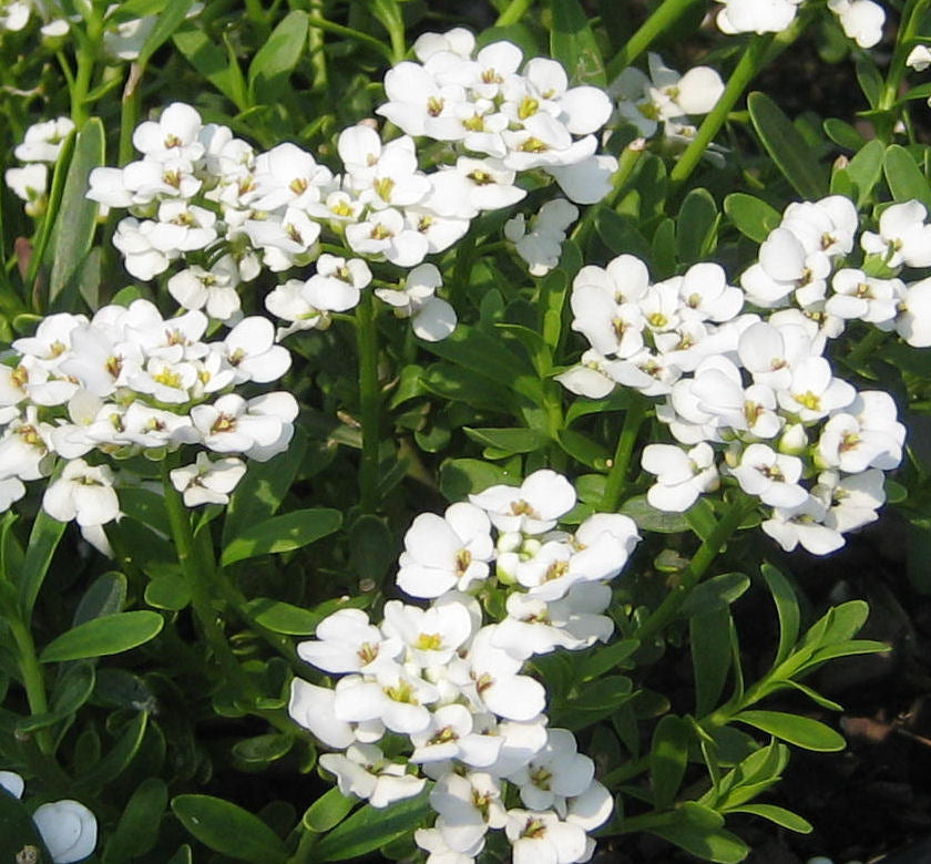 Iberis s. 'Purity' -Ship Only
