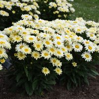 Leucanthemum s. 'Banana Cream II' -Ship Only