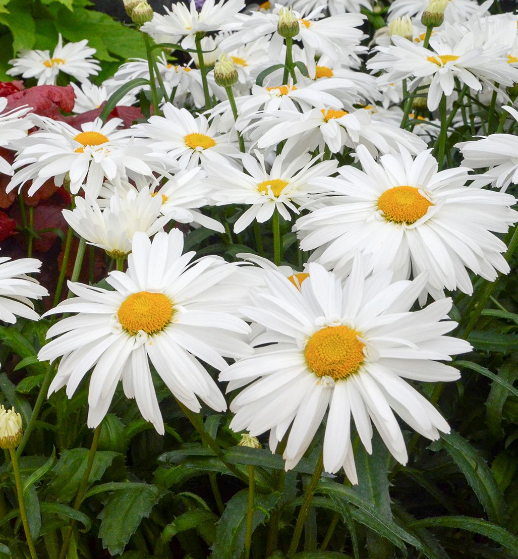 Leucanthemum 'Whoops-A-Daisy' -Ship Only