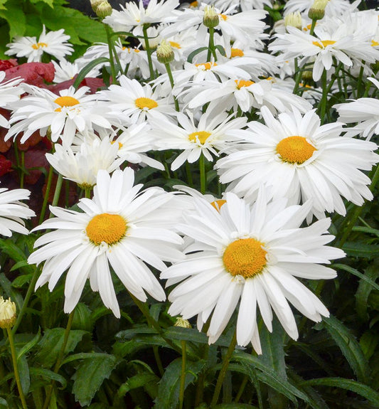 Leucanthemum 'Whoops-A-Daisy' -Ship Only
