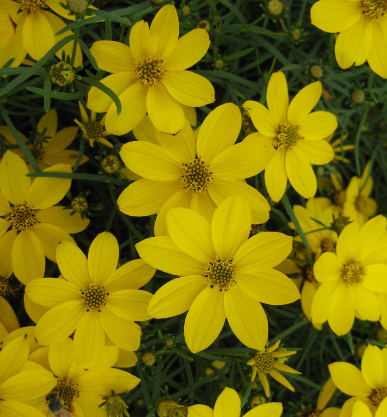 Coreopsis v. 'Zagreb' -Ship Only