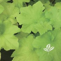 Heuchera 'Guacamole' -Ship Only