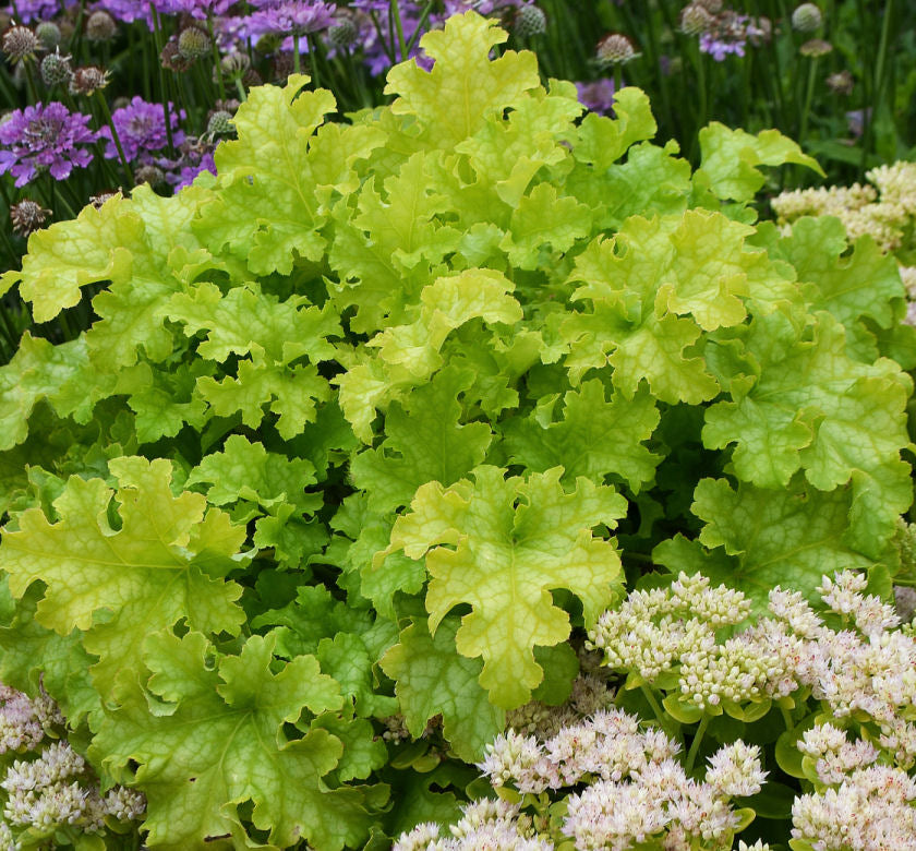 Heuchera 'Lime Ruffles' -Ship Only