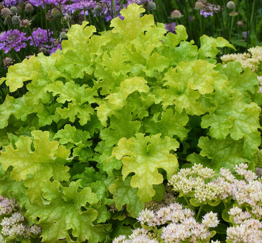 Heuchera 'Lime Ruffles' -Ship Only