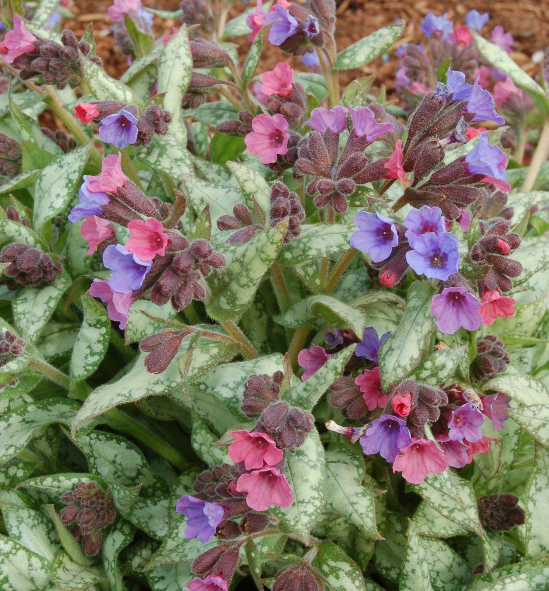 Pulmonaria 'High Contrast' -Ship Only