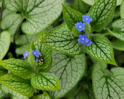 Brunnera m. 'Queen of Hearts' -Ship Only