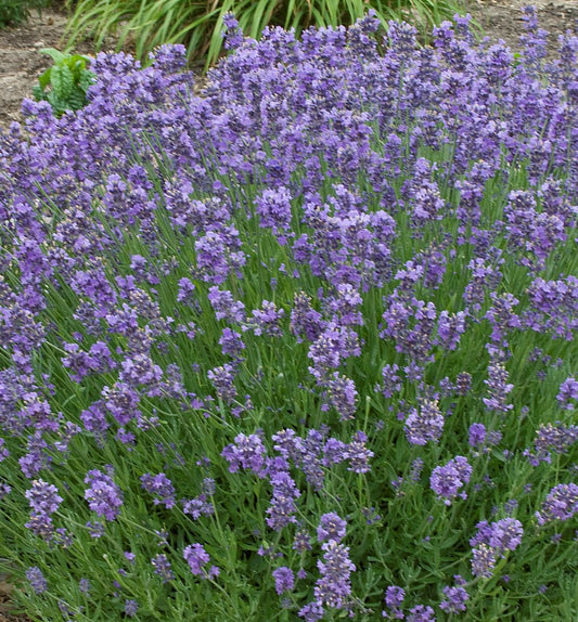Lavandula a. 'Munstead' -Ship Only