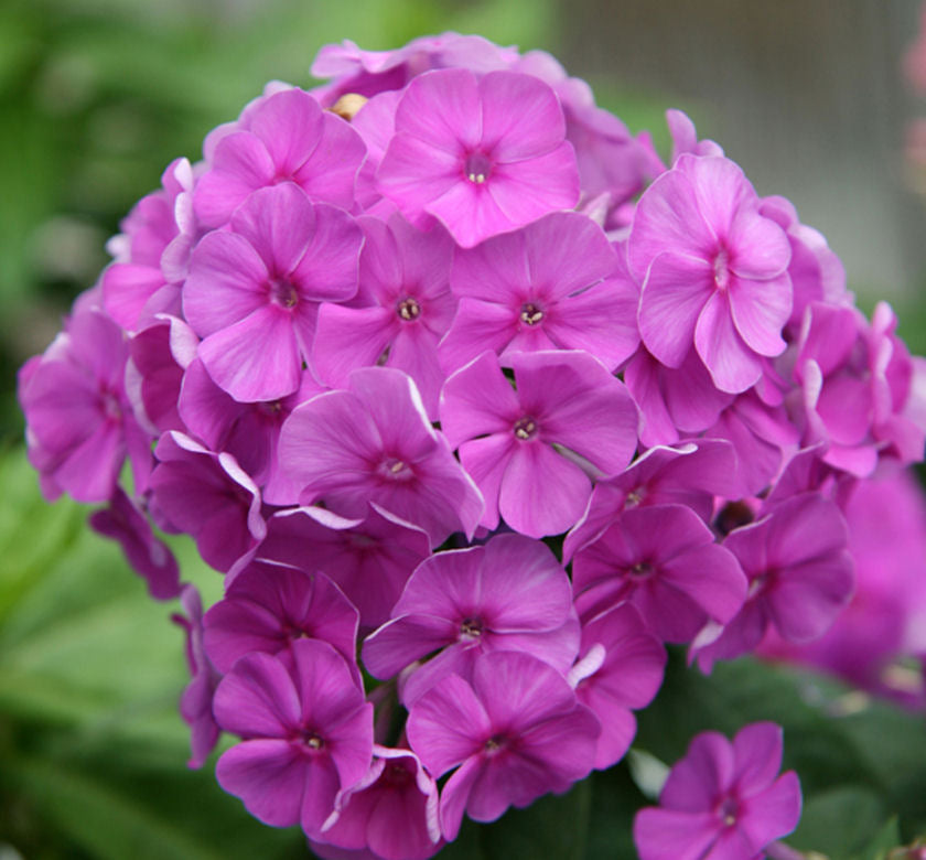 Phlox p. 'Flame Purple Imp' -Ship Only