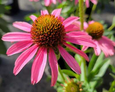 Echinacea Pixie Meadowbrite™ -Ship Only