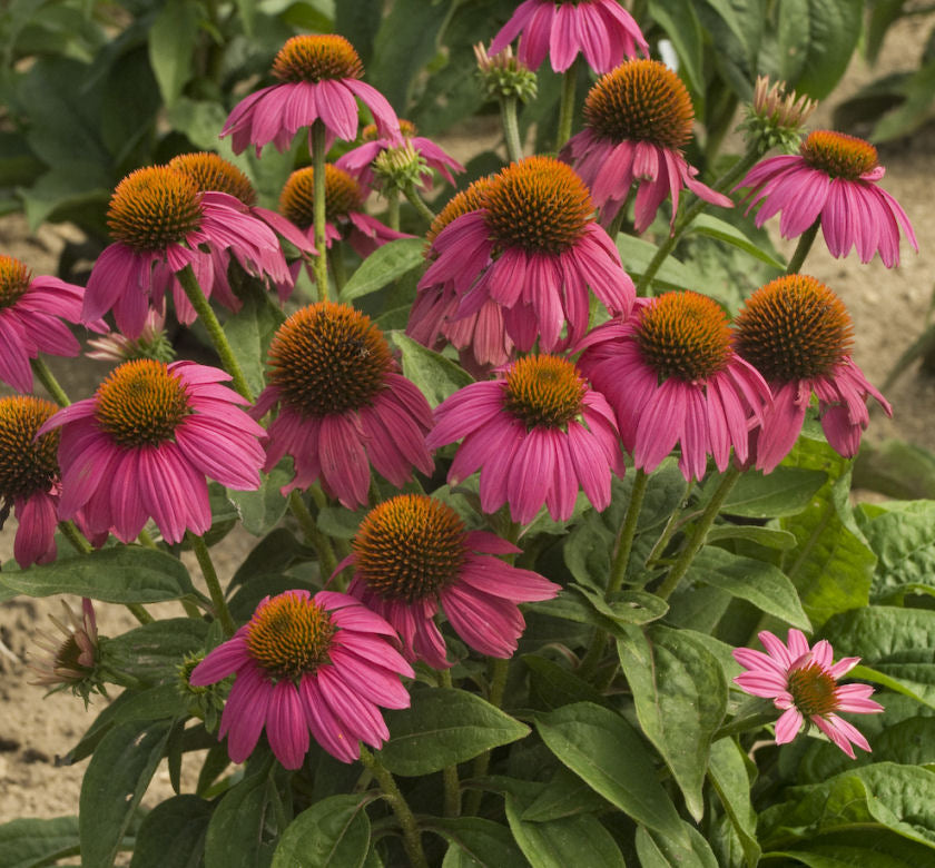 Echinacea p. 'PowWow Wildberry' -Ship Only