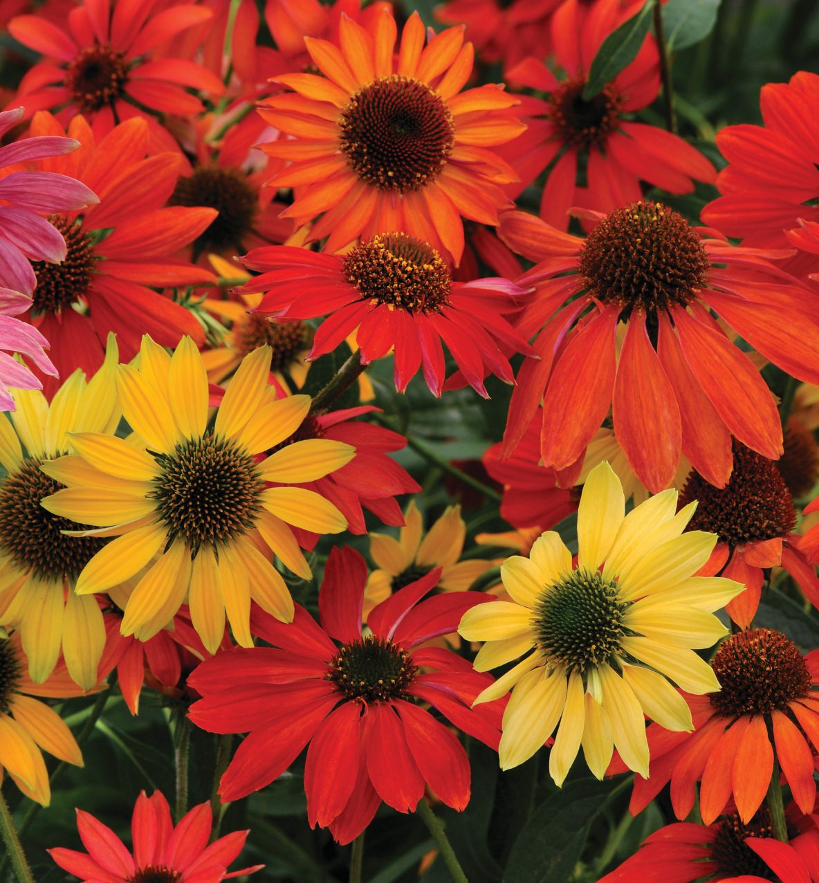 Echinacea 'Cheyenne Spirit' -Ship Only