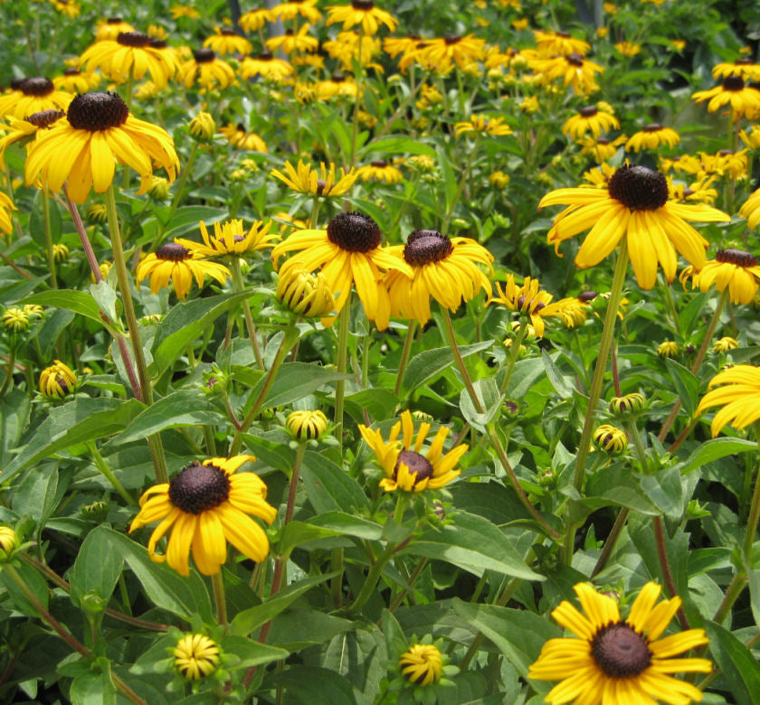 Rudbeckia f. 'Goldsturm' -Ship Only