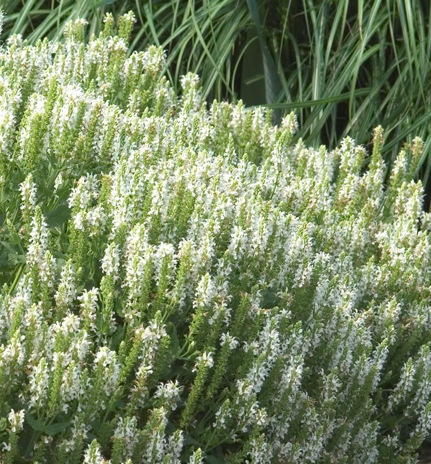 Salvia n. 'Snowhill' -Ship Only