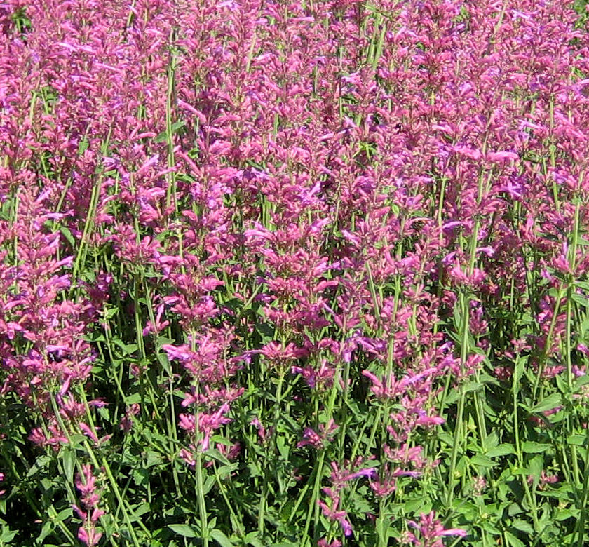 Agastache 'Heatwave' -Ship Only