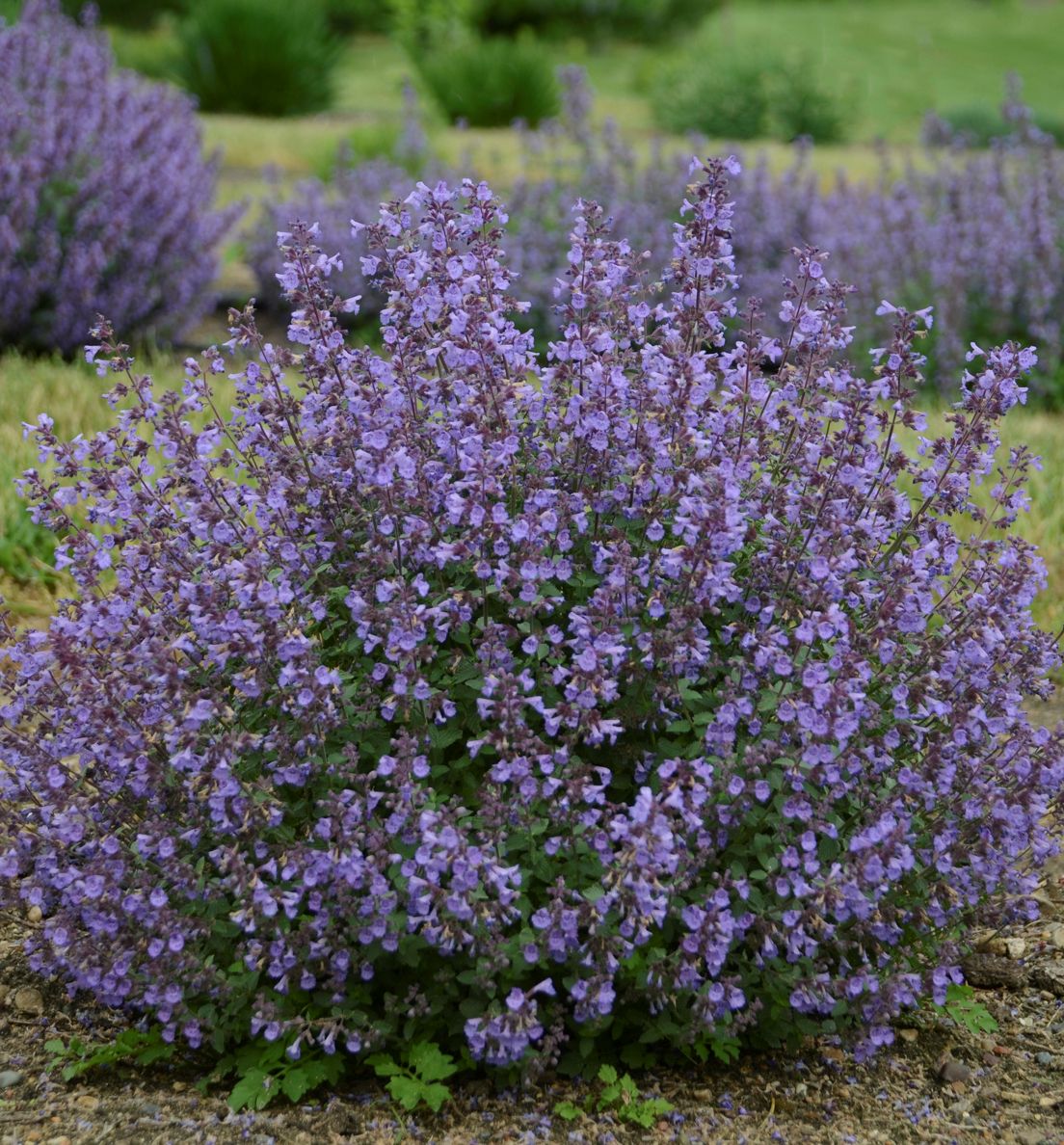 Nepeta f. 'Kitten Around' -Ship Only