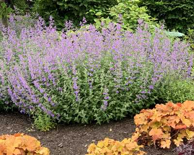 Nepeta 'Walker's Low' -Ship Only