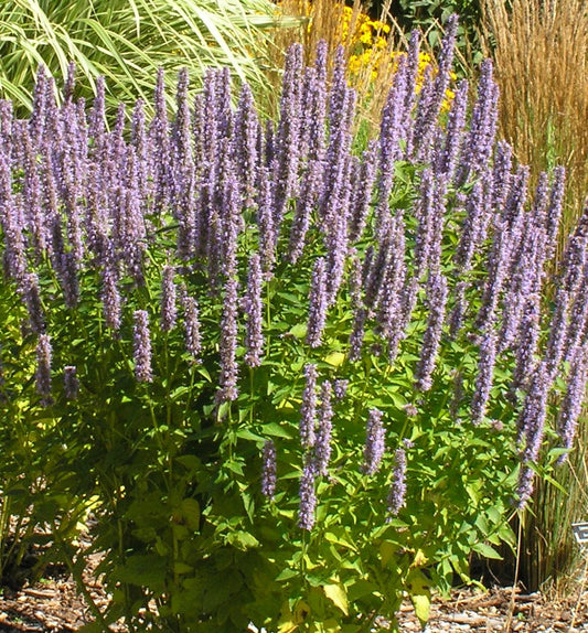 Agastache 'Blue Fortune' -Ship Only