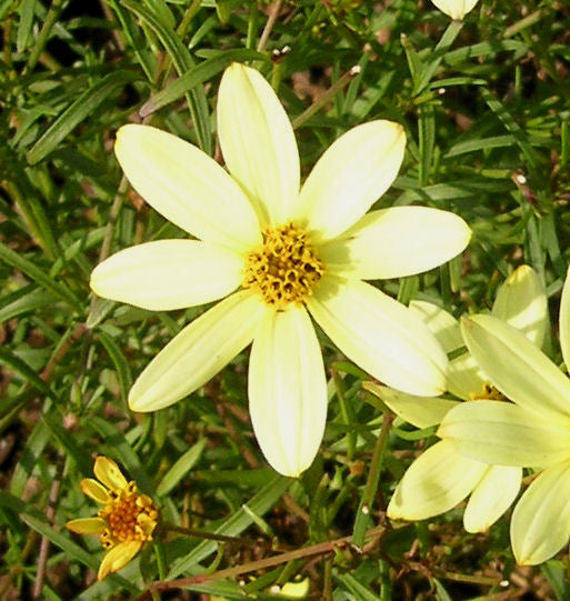 Coreopsis v. 'Moonbeam' -Ship Only