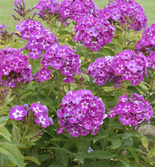 Phlox p. 'Laura' -Ship Only