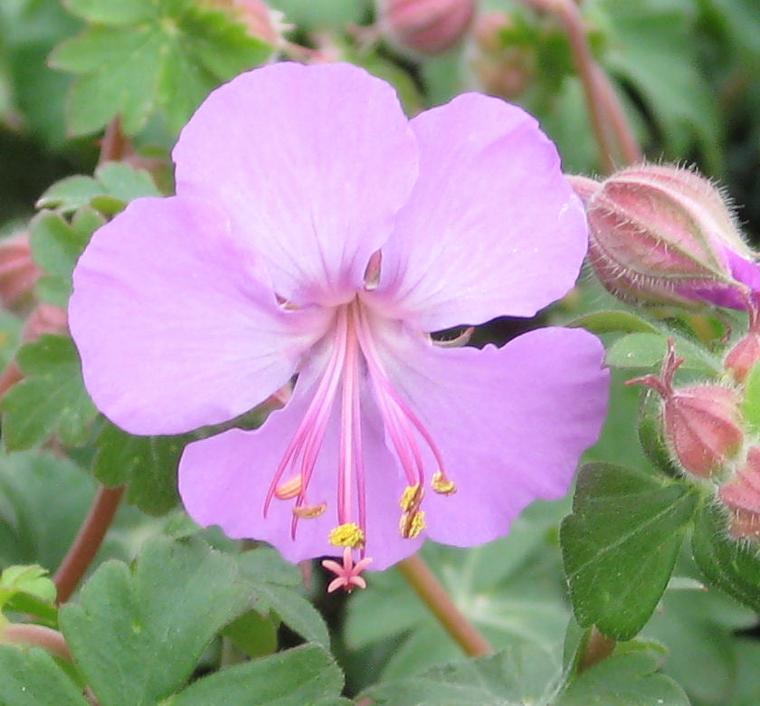 Geranium x c. 'Karmina' -Ship Only