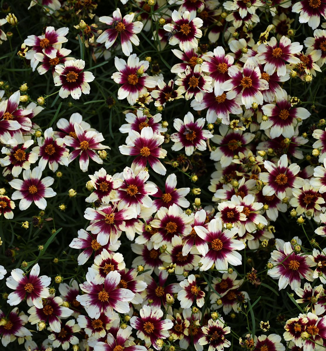 Coreopsis Sizzle & Spice® 'RedHotVanilla -Ship Only