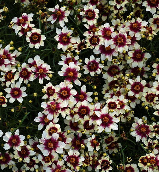Coreopsis Sizzle & Spice® 'RedHotVanilla -Ship Only