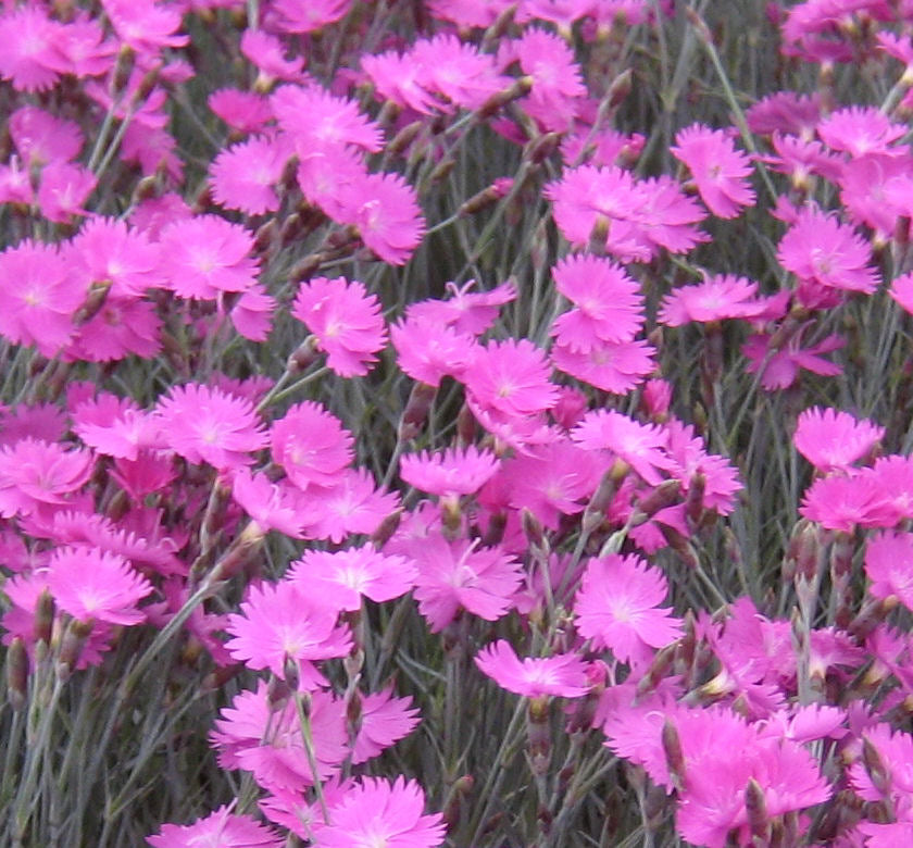 Dianthus g. 'Firewitch' -Ship Only