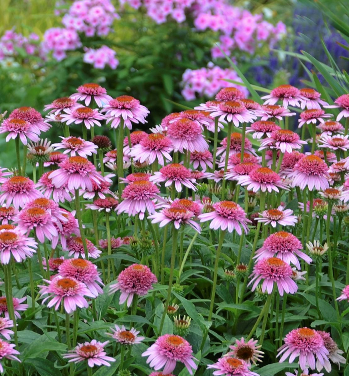 Echinacea p. 'Butterfly Kisses' -Ship Only