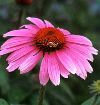 Echinacea p. 'Magnus' -Ship Only
