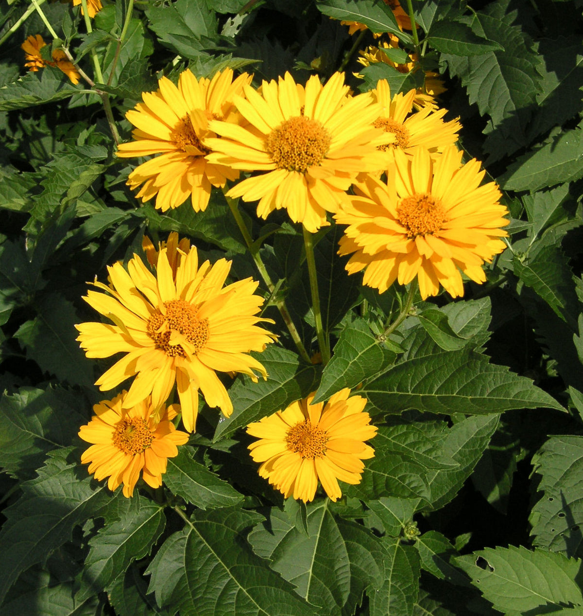 Heliopsis 'Summer Sun' (Sommersonne) -Ship Only