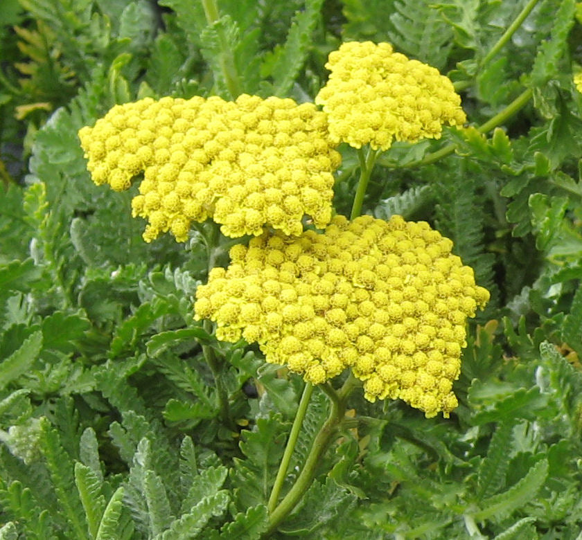 Achillea 'Moonshine' -Ship Only