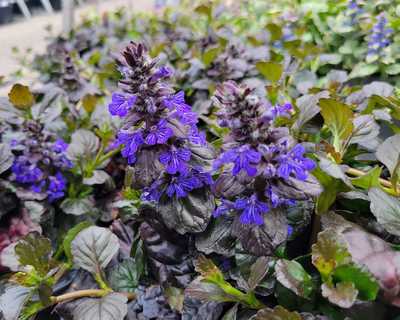 Ajuga r. 'Black Scallop' -Ship Only