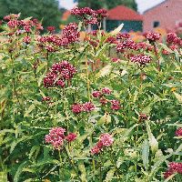 Asclepias i. 'Soulmate' -Ship Only