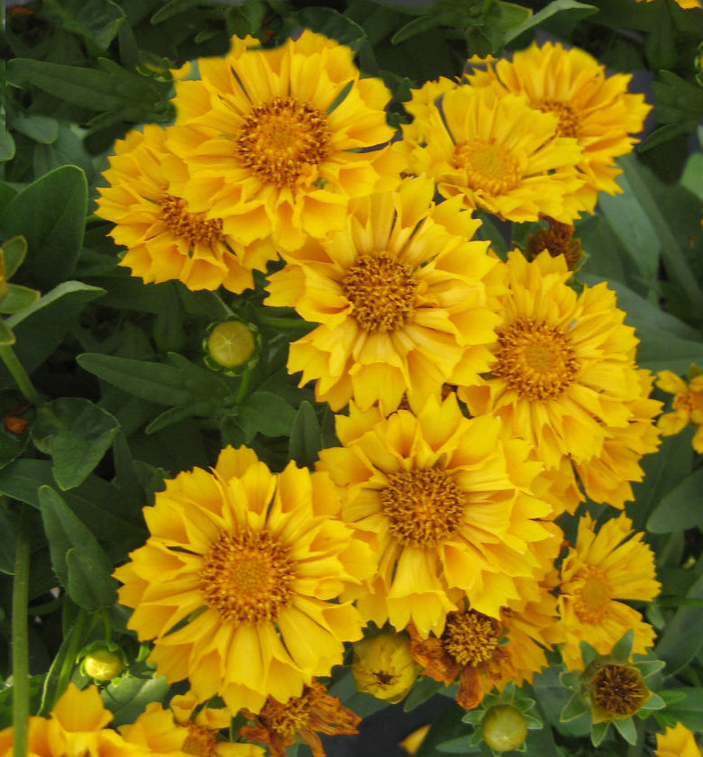 Coreopsis 'Jethro Tull' -Ship Only