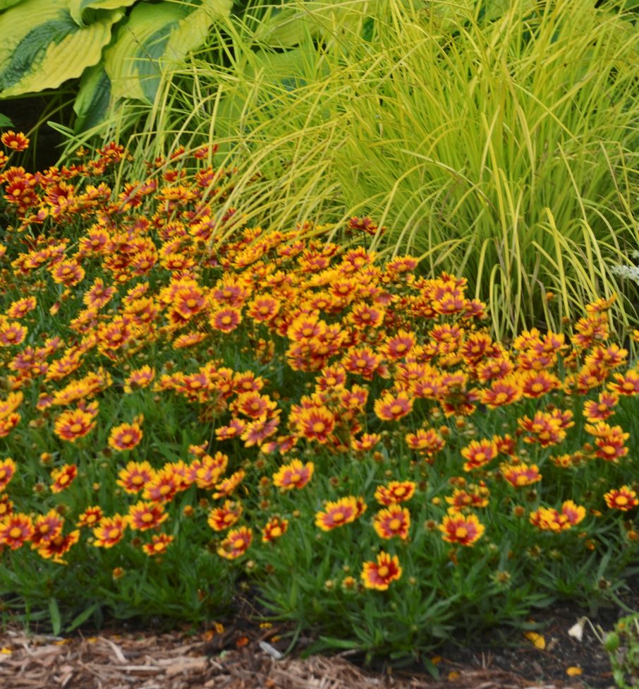 Coreopsis Li'l Bang™ 'Daybreak' -Ship Only