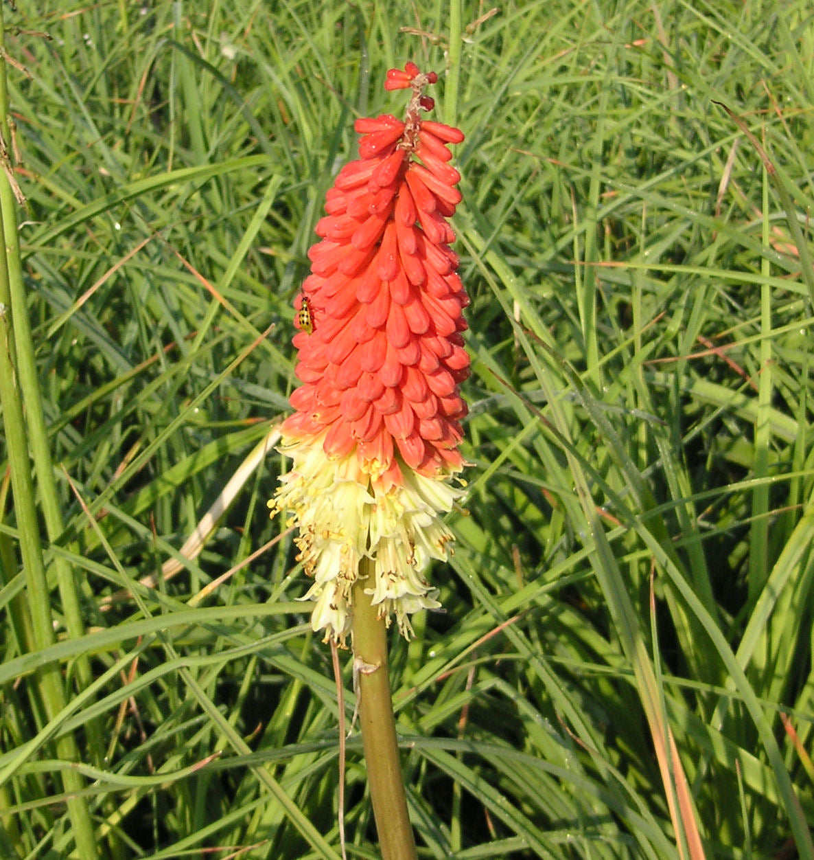 Kniphofia 'Flamenco' -Ship Only
