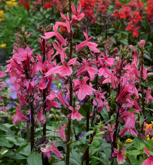 Lobelia 'Starship Deep Rose' -Ship Only